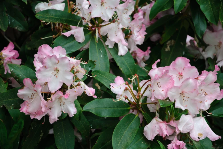 the pink and white flowers have leaves on them