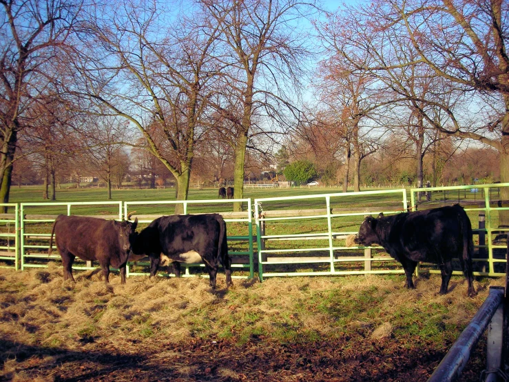 a herd of cows are standing in the field