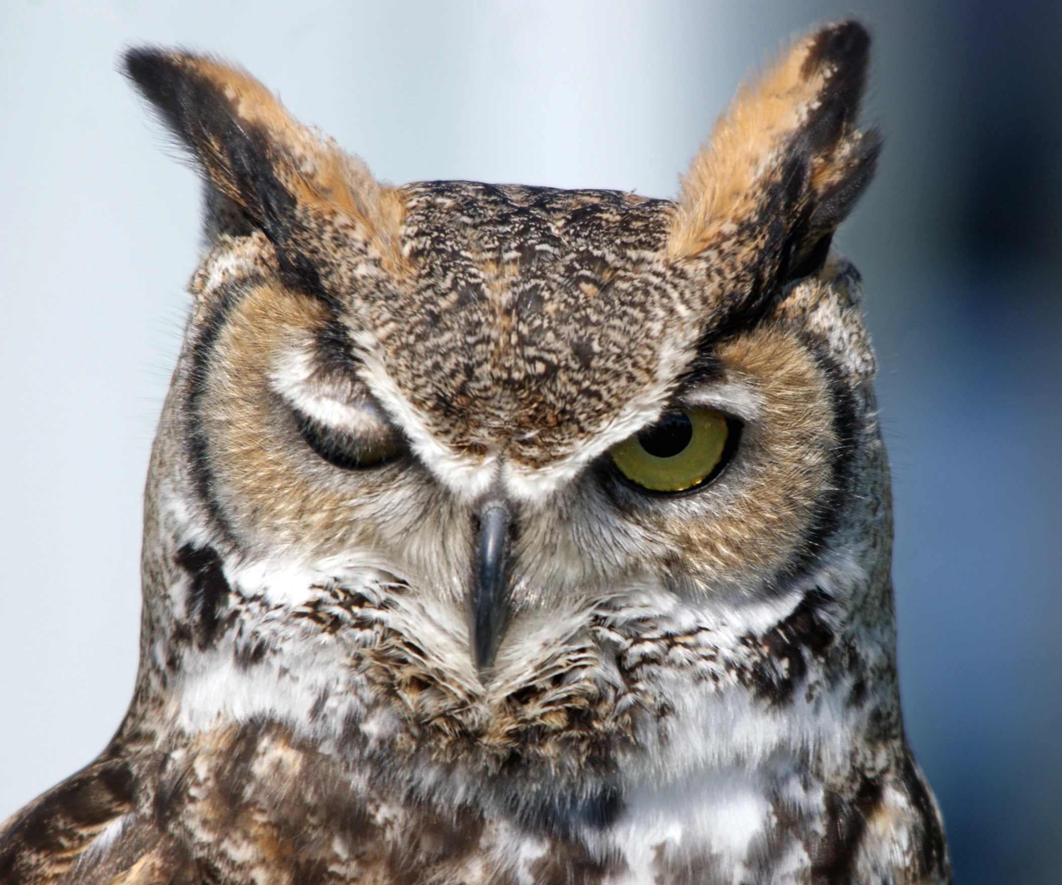 a brown owl looking at the camera with very big eyes