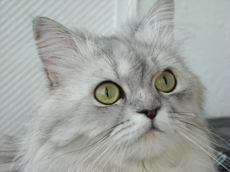 a cat with green eyes laying down on the floor