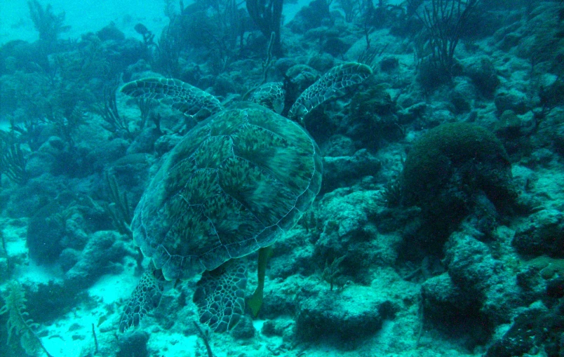 a turtle swimming on the bottom of the ocean