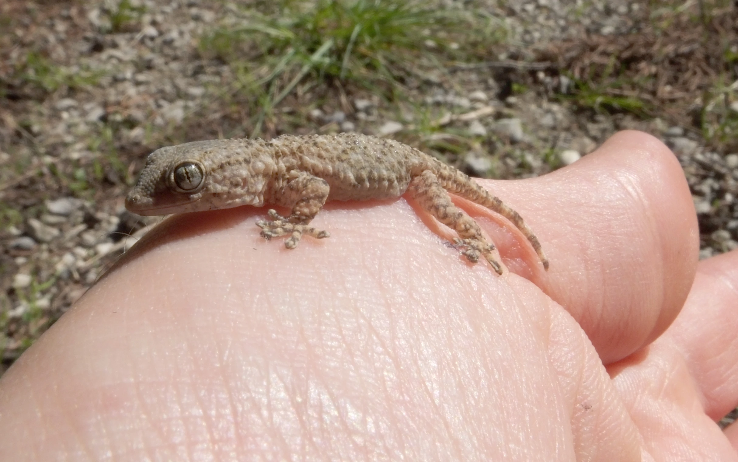 small lizard standing on the tip of a persons finger