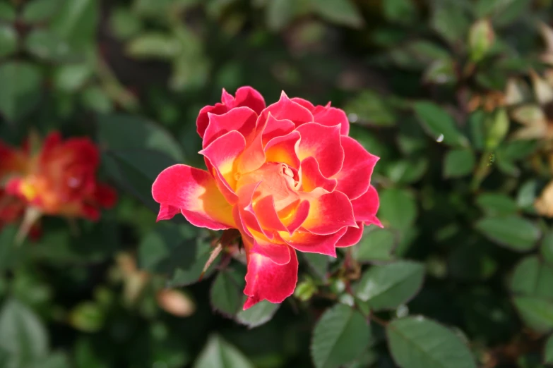 some pink roses on the top of green bushes