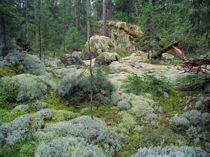 a large number of plants in a large open area