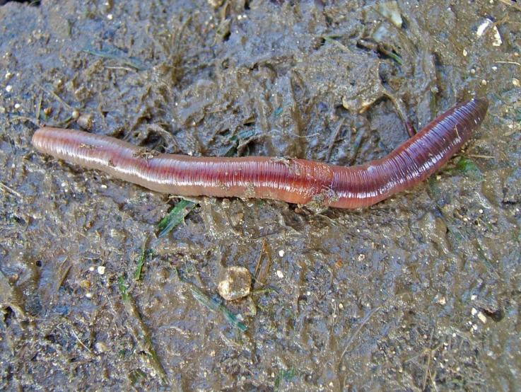 a very cute looking insect sitting on the ground