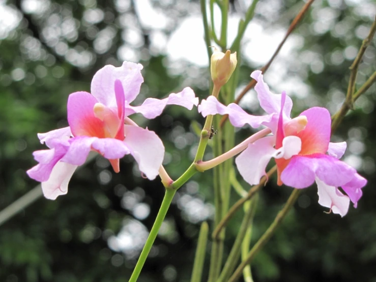 a flower on a stick with trees in the background