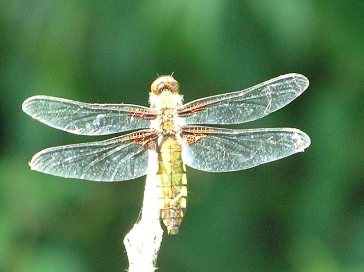 a yellow and brown dragonfly is sitting on a blade