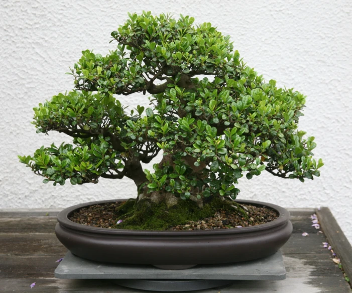 a bonsai tree in a pot on a table