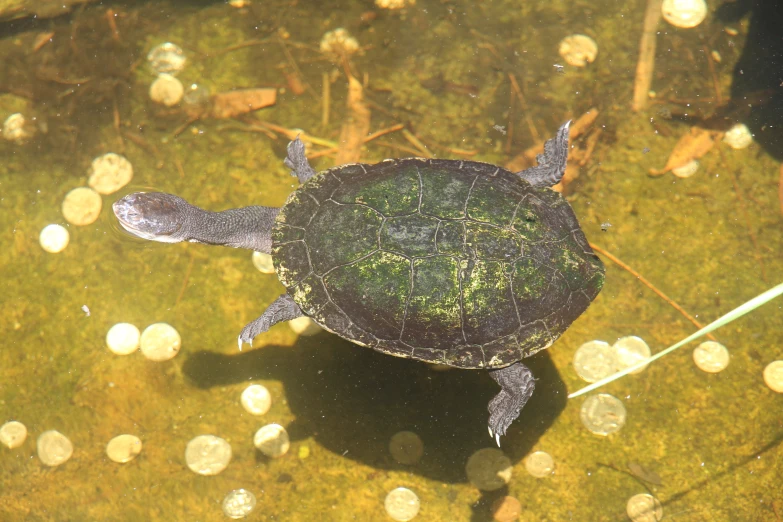 a green turtle is in water with bubbles