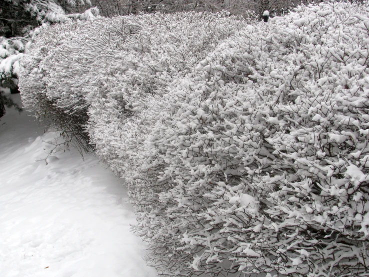 there is a picture of some snowy trees