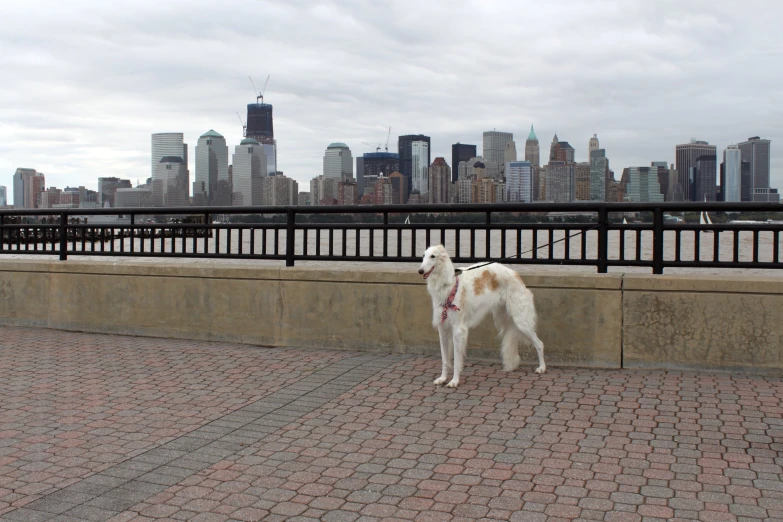 a large white and tan dog with a collar standing next to a sidewalk