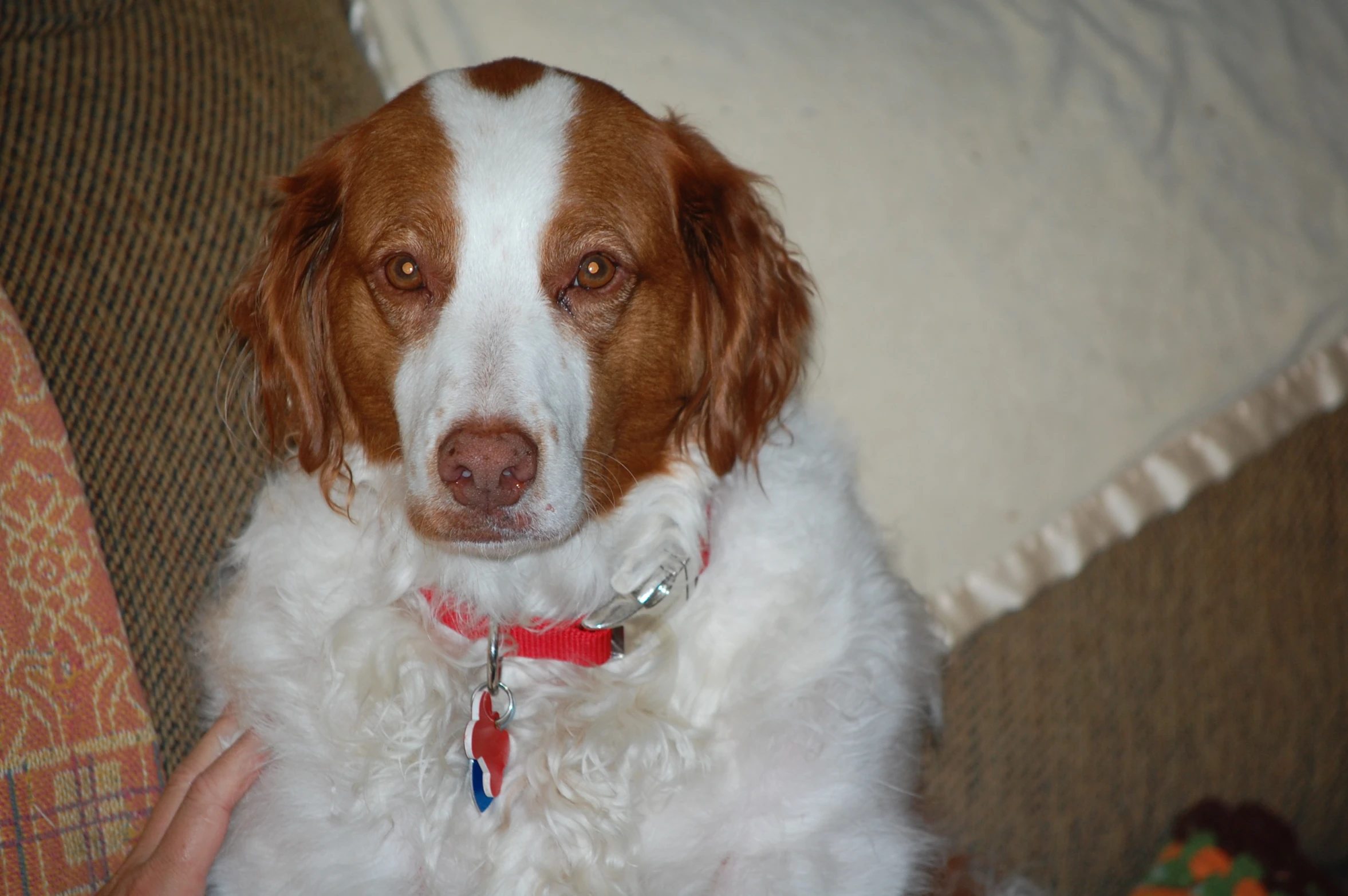 the brown and white dog is sitting on a couch