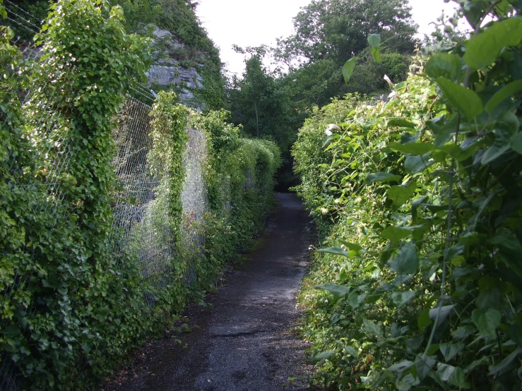 a road with a fence along it and vines surrounding