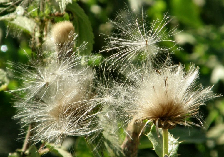 white flowers with long thin seed stalks on them