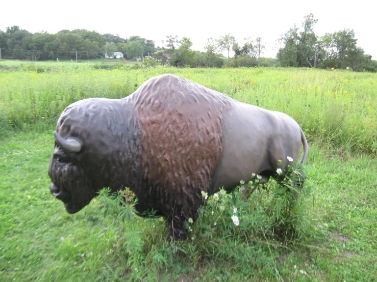 there is a big statue of a buffalo in the grass