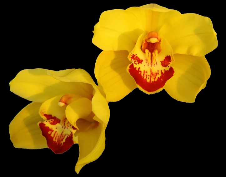 two large yellow orchids on black background