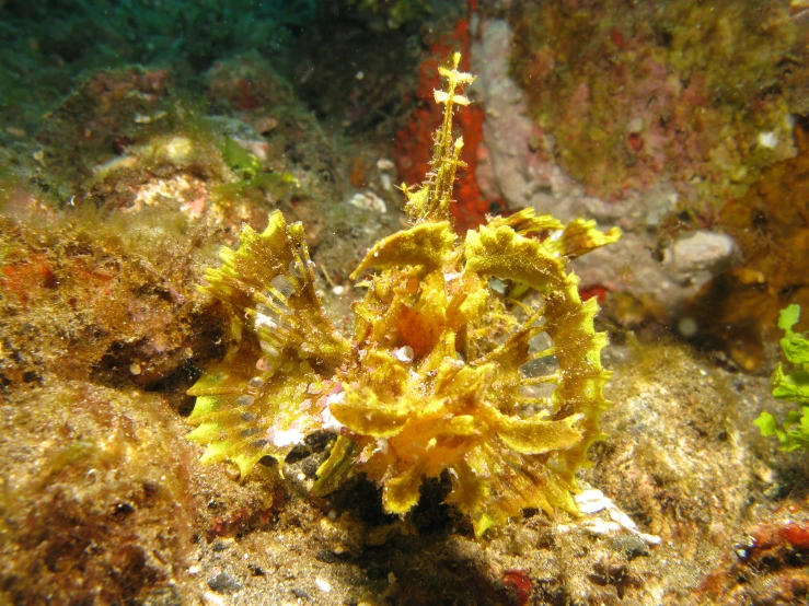 a sea coral laying on the floor with various plants
