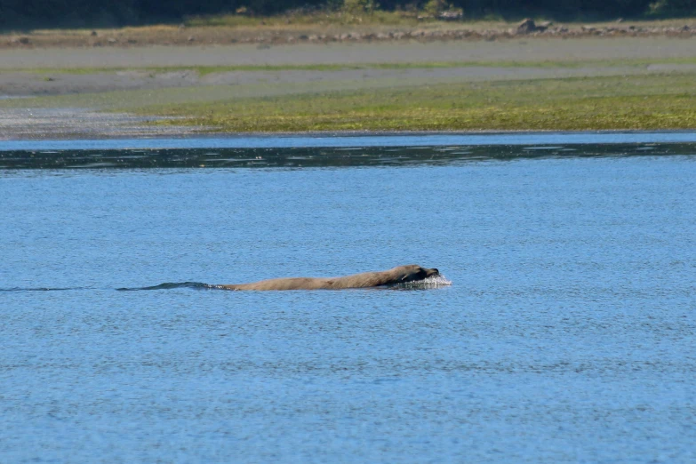 dog swimming in water with head out and one paw on the surface