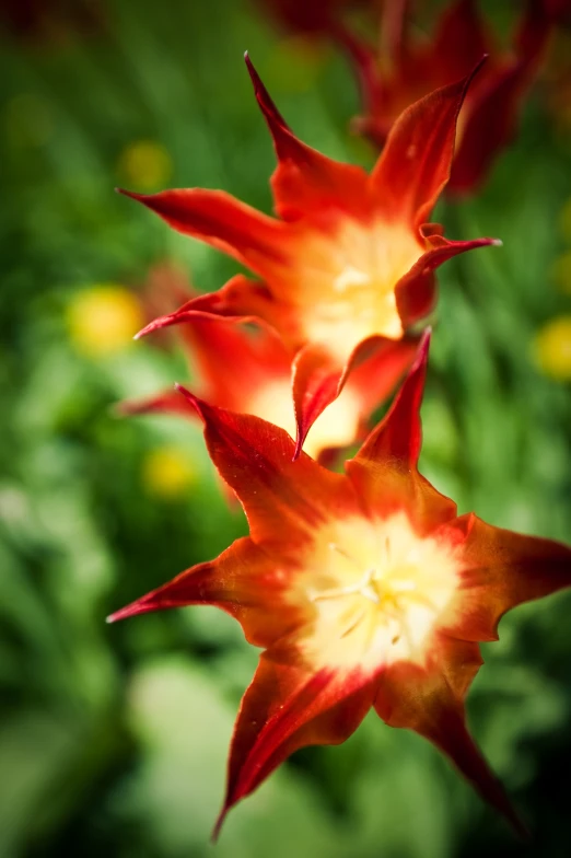 some red and yellow flowers are in the background