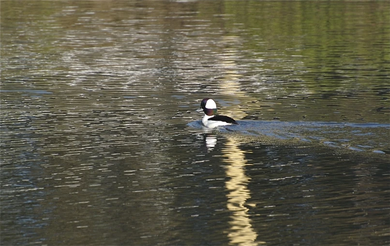 two birds are swimming in some water