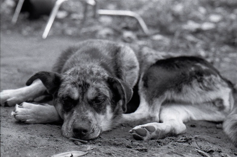 a dog that is laying down on the ground