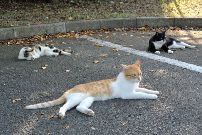 three cats lay on the pavement in front of each other