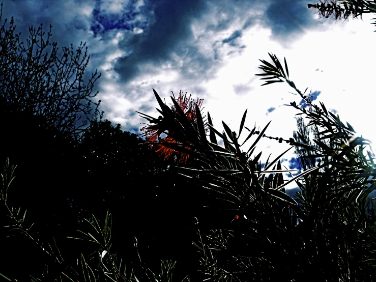 a tree nch that is under a cloudy sky