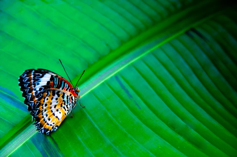 close up of a colorful erfly on a green leaf