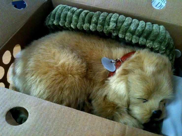 a dog sleeping inside of a cardboard box