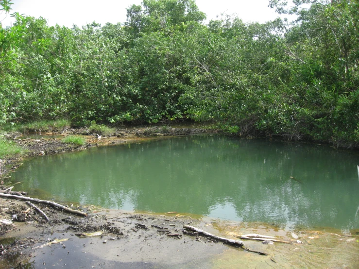 a pond in the woods near some trees