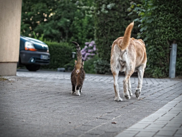 a brown cat standing next to a dog on a sidewalk