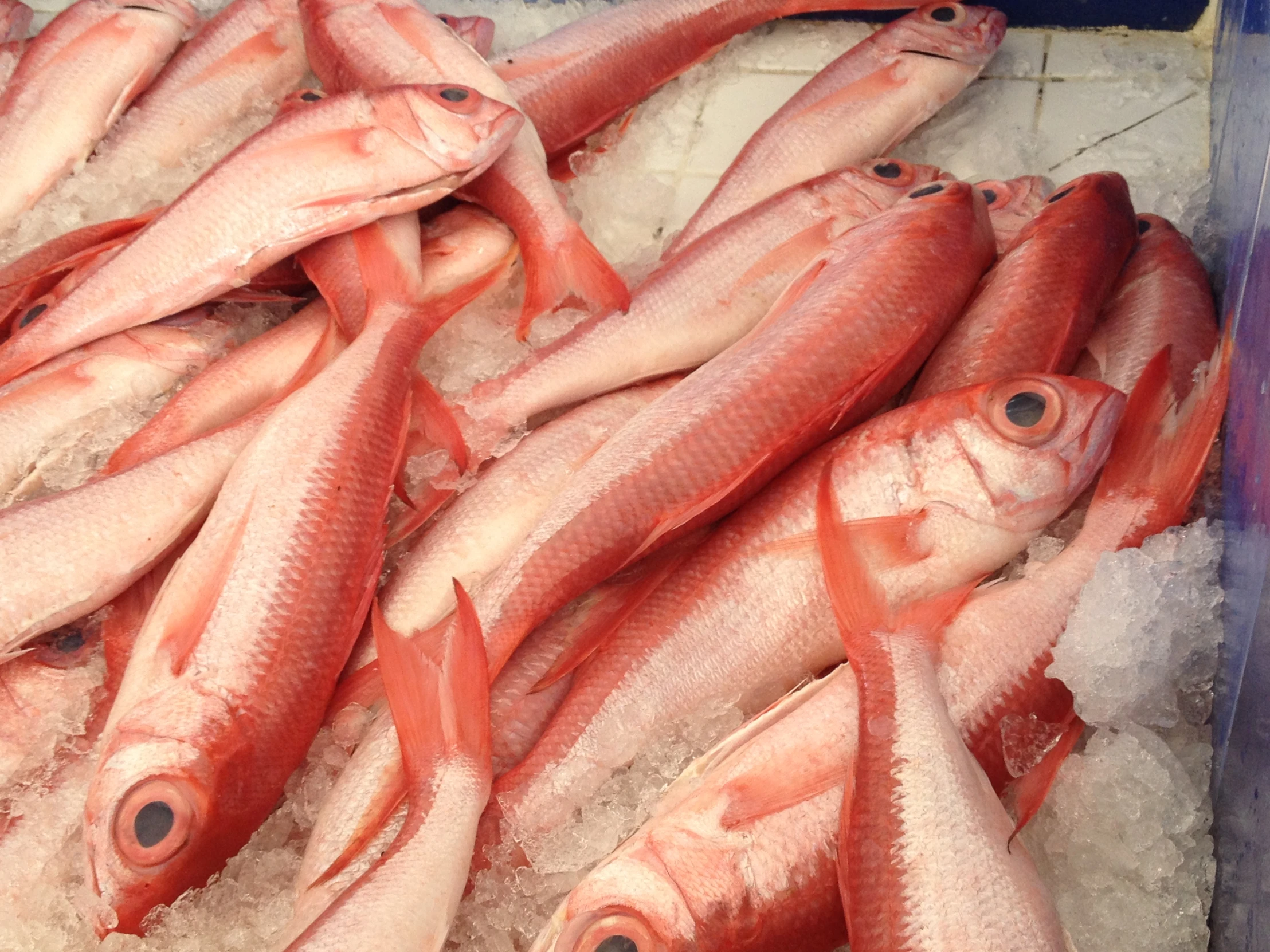 some fish are sitting in an ice block