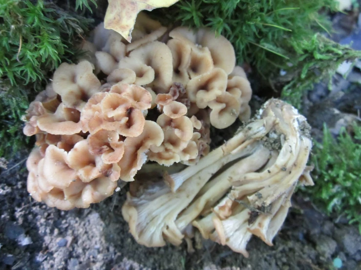 some sort of mushroom growing on the ground