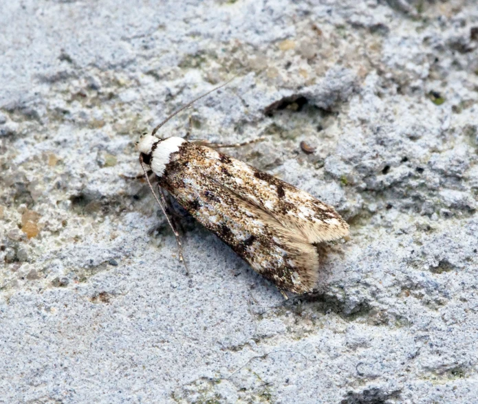 a moth on concrete pavement with the skin and wing feathers