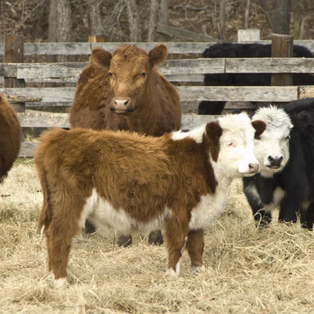 brown and white cattle standing near each other in a fenced area