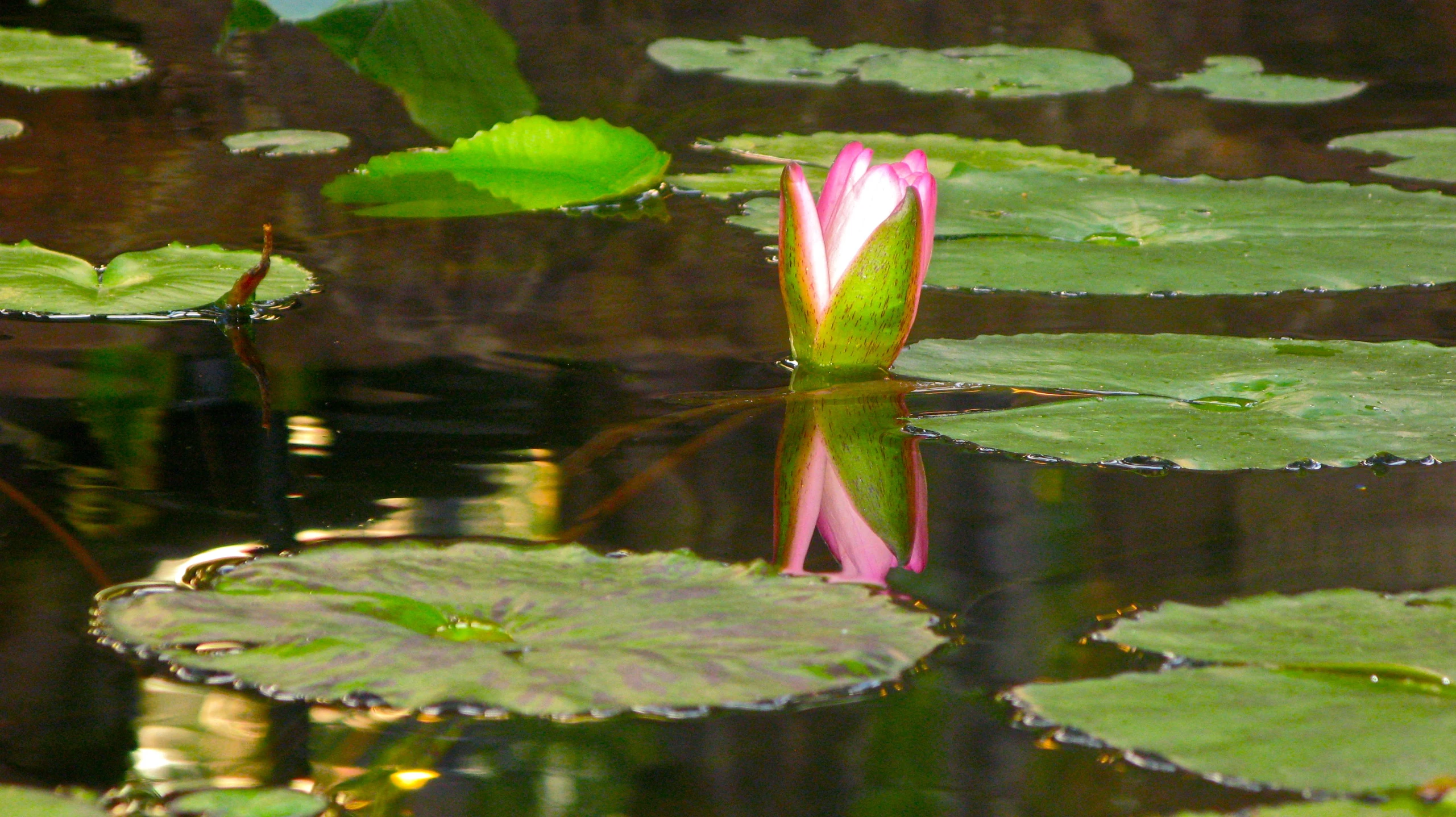 a small pond has lily pads on the water
