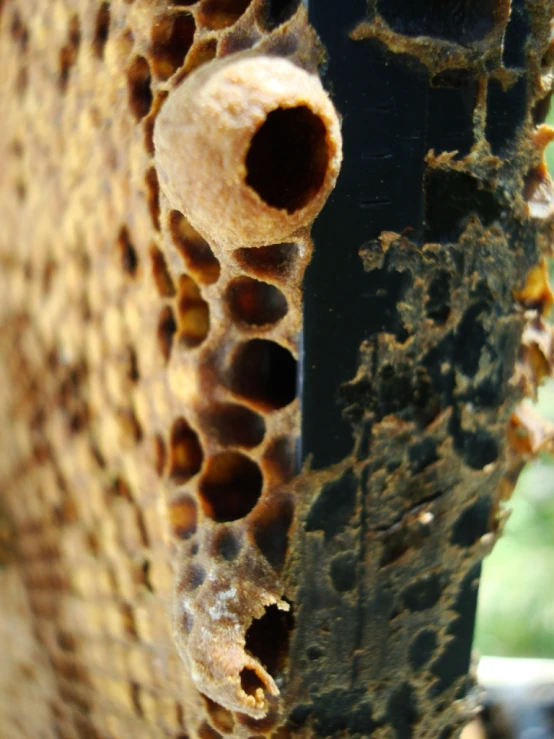 the top portion of a pole with holes and brown dots on it