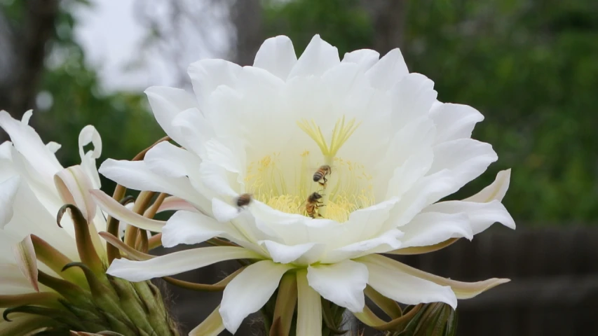 a large white flower with yellow center surrounded by other flowers