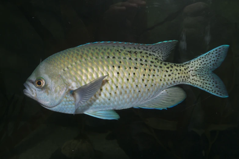 a fish is swimming and gazing around on dark water