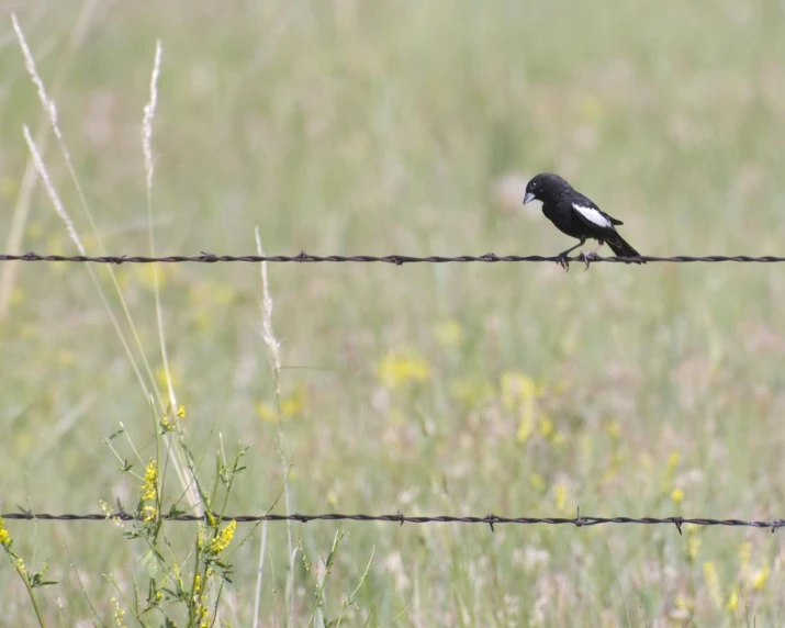 the small black bird is sitting on the barbed wire