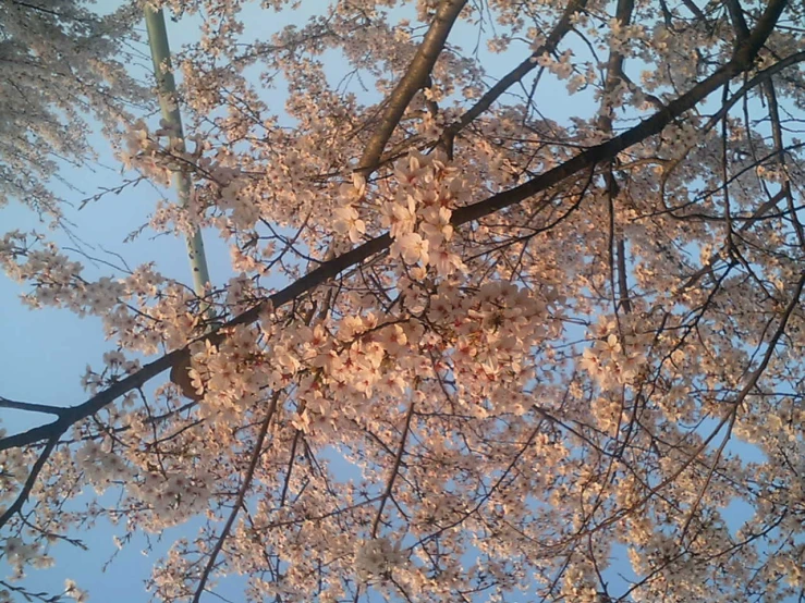 a view looking up at the tops of flowering nches