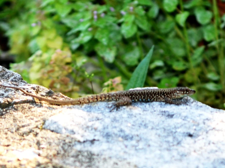 the lizard sits on the rock outside near flowers