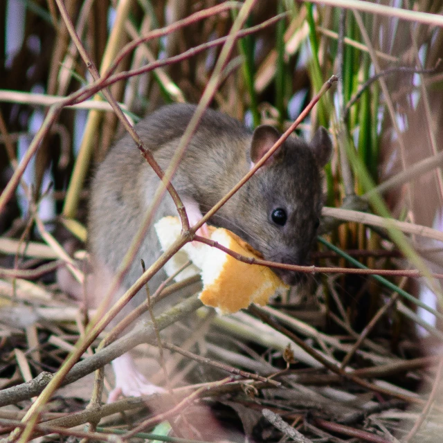 a small animal eating soing in its mouth