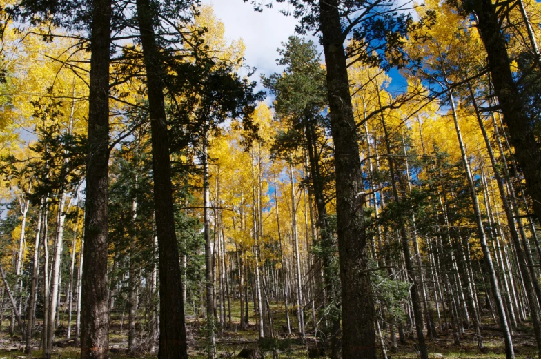 a wooded area is shown in the daytime