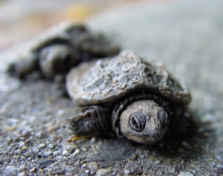 a baby turtle with his head in the sand