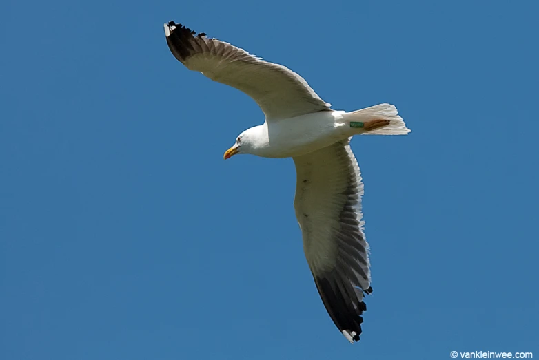 a large white seagull flying in the blue sky