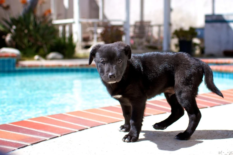 a dog standing by the pool while looking back