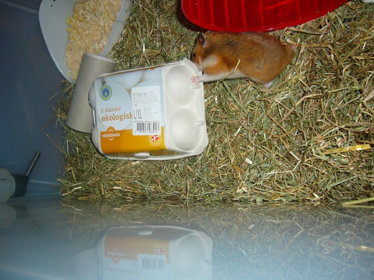 a rodent nibbles on eggs in an animal exhibit