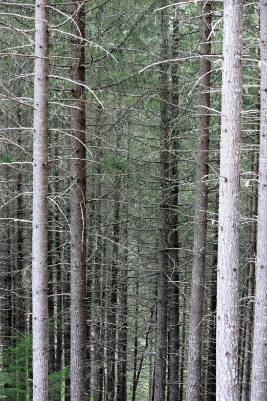 large trees are in the middle of a clearing