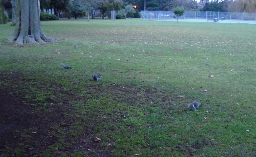 two cats and one dog in a park